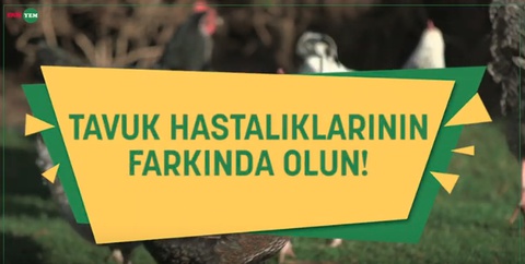 Tavuk Hastalıklarına Dikkat