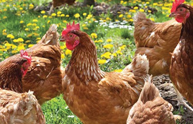 KANATLI GRUBU YEMLERİ