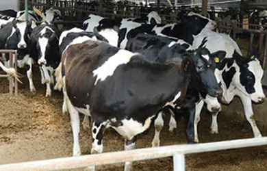 DÜVE GRUBU YEMLERİ