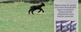 ERİŞ KOYUN SÜT YEMİ