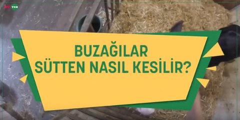 Buzağılar Sütten Nasıl Kesilir