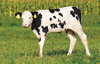 BUZAĞI GRUBU YEMLERİ