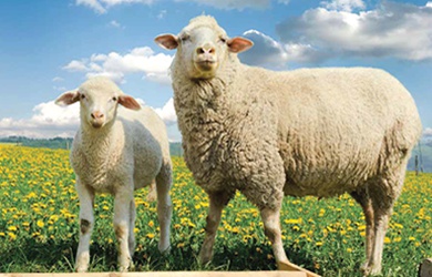 KÜÇÜKBAŞ GRUBU YEMLERİ