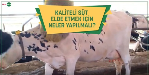 Kaliteli Süt Elde Etmek İçin Neler Yapılmalı