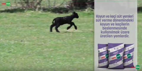 ERİŞ KOYUN SÜT YEMİ