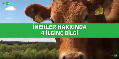 İNEKLER HAKKINDA 4 İLGİNÇ BİLGİ