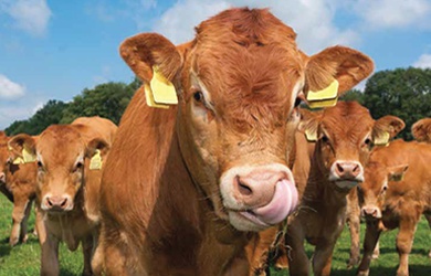 BESİ GRUBU YEMLERİ