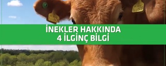 İNEKLER HAKKINDA 4 İLGİNÇ BİLGİ