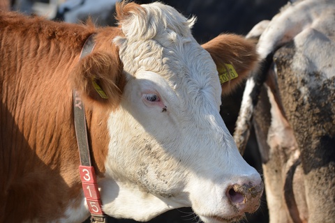 Hayvanlarınız Eriş Yem Çuvallarını Görünce